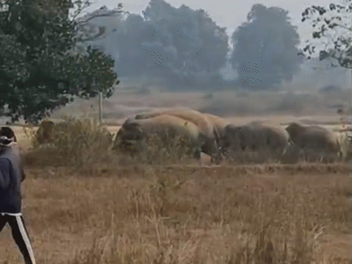 22 जंगली हाथियों के झुंड के आने से ग्रामीण दहशत में हैं | ग्रामीण इलाकों में 22 जंगली हाथियों का झुंड पहुंचा: 22 जंगली हाथियों का झुंड: जिप्सियों को रचित हाथियों ने तोड़ दिया, झुंड लोहरदगा से बचे गांव में - गुमला समाचार