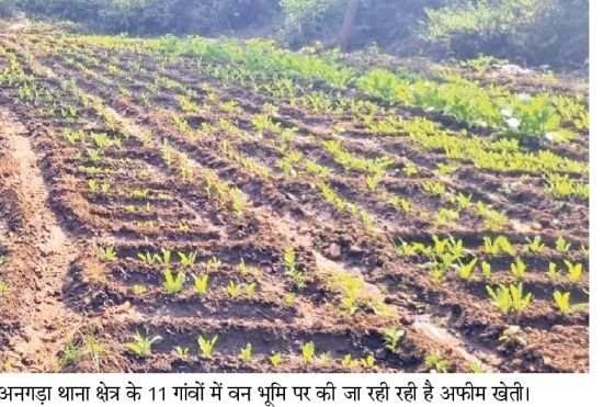 रांची में 60 एकड़ में हो रही है अफीम की खेती | रांची में 60 एकड़ में हो सकती है राखी की खेती: रोपे गए अटारी को नष्ट नहीं किया गया तो मार्च के मध्य में हटा ली जाएगी अटारी - रांची समाचार