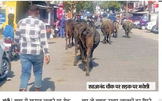 शहर में खटाल, सड़क पर मवेशी, बढ़ रही दुर्घटनाएं | शहर में खटाल, सड़क पर दरारें, बढ़ रही हैं दुर्घटनाएं - रांची समाचार