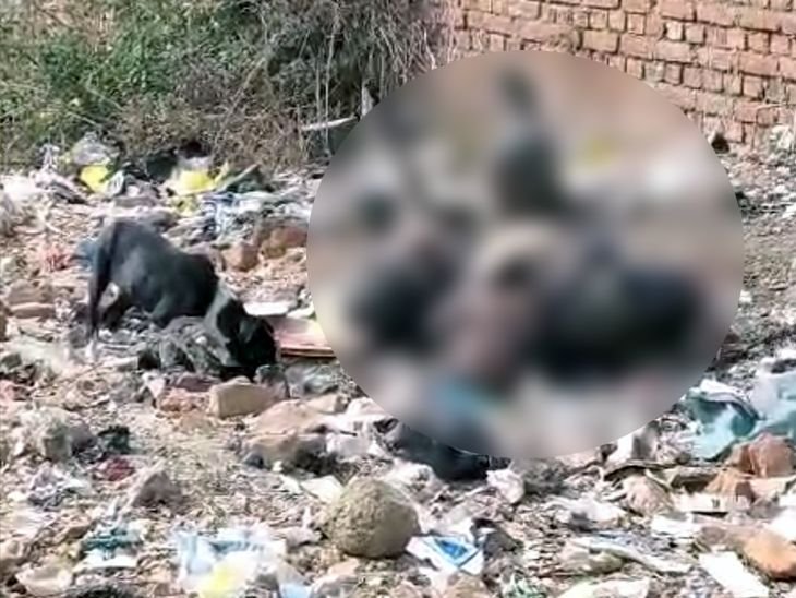 कोडरमा में लावारिस अवस्था में मिला शव | कोडरमा में लावारिस के शवों की बरामदगी: शवों में अपहरण पुलिस, शवों के ढेर में रखा गया था शव - कोडरमा समाचार