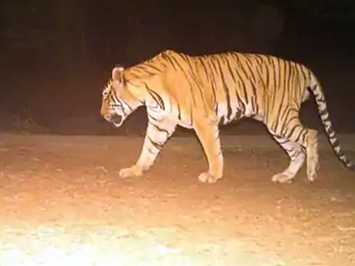 गढ़वा में बाघ की आमद से दहशत में हैं ग्रामीण | गढ़वा में बाघों के आने से ग्रामीण वन्य जीवन: वन विभाग ने जारी की विज्ञप्ति, लोगों को जंगल में नहीं जाने की दी गई अनुमति - गढ़वा समाचार