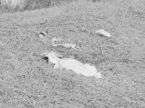 पाकुड़ में मछली व्यापारी की हत्या | पाकुड़ में मछली पकड़ने वाले की हत्या: सिर पर मिले गंभीर घाव के निशान, रविवार शाम से ही था लापता - पाकुड़ समाचार