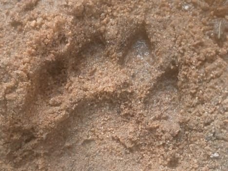 बाघ ने फिर किया जानवरों का शिकार | बाघ ने फिर किया बाघ का शिकार: गढ़वा के भंडारिया वन क्षेत्र में मिले पैर के निशान, वन विभाग ने लगाए 10 ट्रैपिंग कैमरे - गढ़वा न्यूज