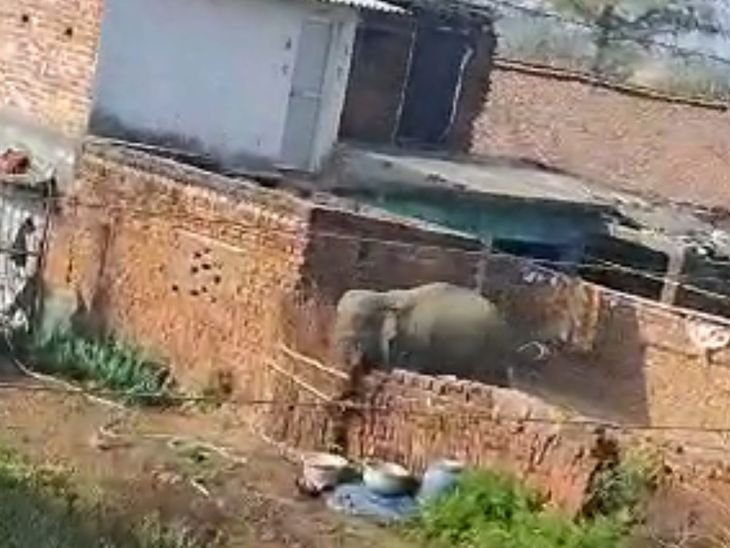 बोकारो में जंगली हाथी का आतंक | बोकारो में जंगली हाथी का आतंक: घर की दीवारों पर हाथी का आतंक, 50 साल की महिला को कुचला, कई मकान टूटे -Bokaro News