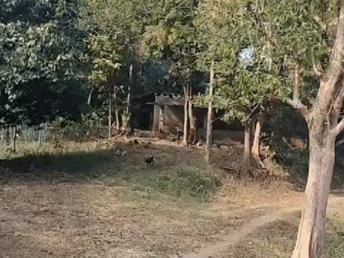 शहर के करीब पहुंचा बाघ, दहशत में लोग। जमशेदपुर समाचार | शहर के करीब पहुंचे बाघ, जंगल में लोग: मिले बाघ के आजादी के निशान, लोगों ने कहा- घर को घर से बाहर आश्रम नहीं दे रहे -जमशेदपुर (पूर्वी सिंहभूम) समाचार