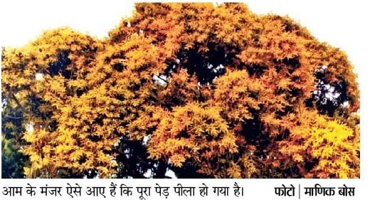 गर्मियों के शुरुआती आगमन के कारण, आम के पेड़ फूलों से भरे होंगे, अच्छी उपज होगी | समय से से पहले पहले rigut आने से से आम के पेड़ पेड़ पेड़ पेड़ पेड़ के पेड़ पेड़ पेड़ पेड़ पेड़ पेड़ आम आम आम आम आम आम आम आम आम आम से से से से से से से से से से से से से से से से से से से से से से से से से से से से से से से से से से से से से से से से से से से से से से से से से से से से से से से से से से से से से से से से से से से से से से से