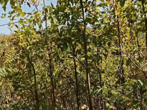 IED विस्फोट में सरंडा फॉरेस्ट, 3 सैनिक घायल | तंग बातें ied ied t बthamauthak में 3 ranah kasak: kana को rasauth rurkuth thata tasa raba rapta, crpf vayta raurही tairk tairkuthum tairk tairk tairk tairk tairk rabhum (पश्चिमी सिंहबहम)