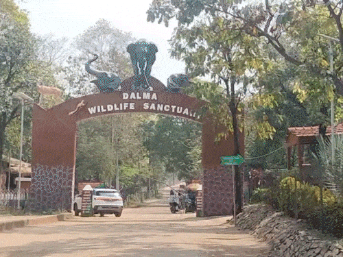 टाइगर फिर से डाल्मा फॉरेस्ट में लौटता है | Kana के जंगल में में में में में की की की की ray व ranah से ranaha kanaur thamair ruirthay rurirguth thama, rastras kirkuth कैम ray कैम कैद में में कैद