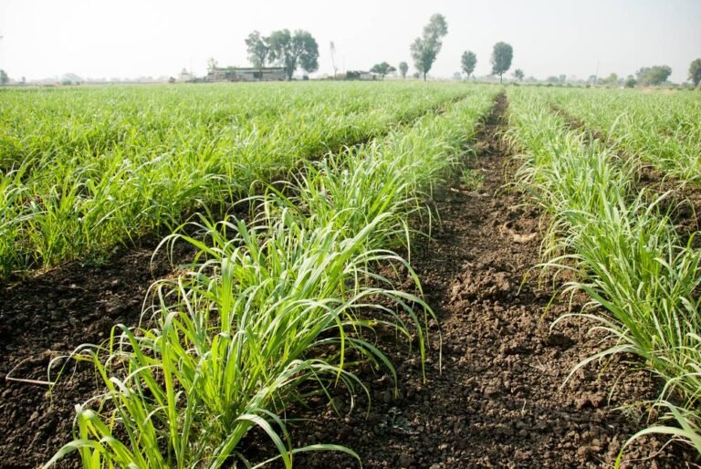 बिरसा प्रधानमंत्री फसल बीमा योजना के 86303 आवेदन स्वीकृत