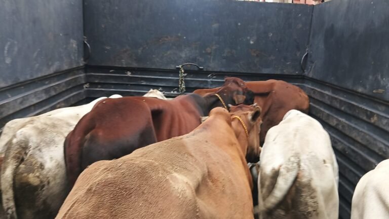 धनबाद: बैंकमोड़ थाना के पास गौ रक्षकों ने अवैध गौ-तस्करी का किया भंडाफोड़; 5 मवेशी मुक्त, आरोपी फरार